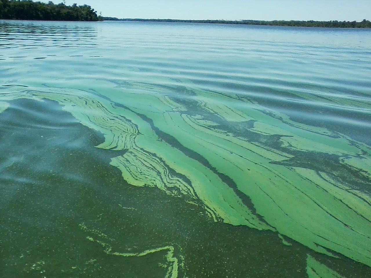 Our Issues - St. Johns Riverkeeper