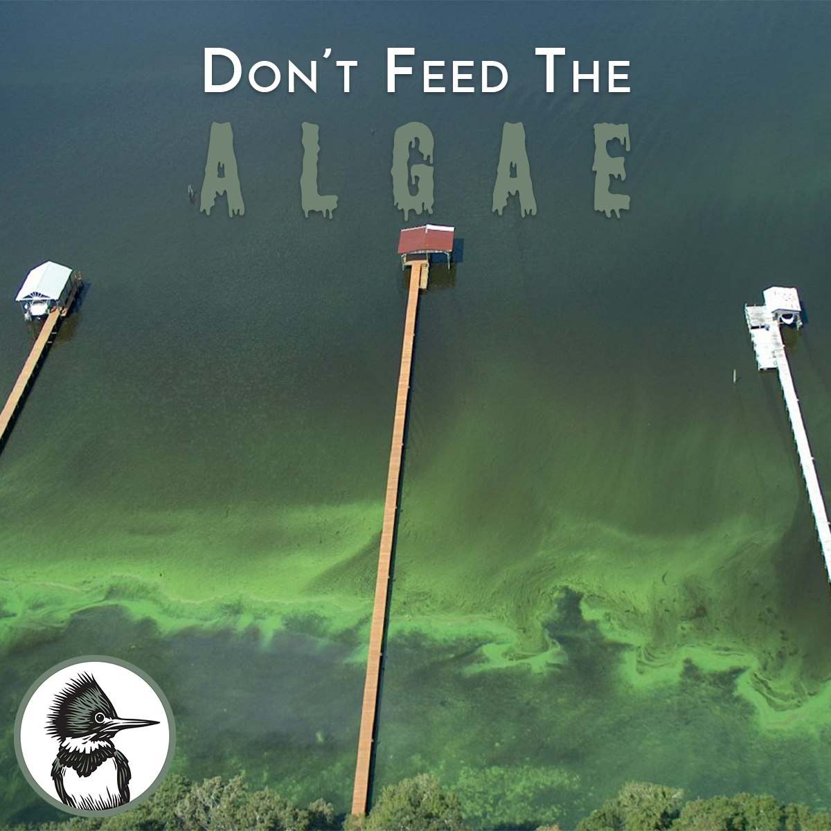 Don't Feed the Algae - aerial algae bloom