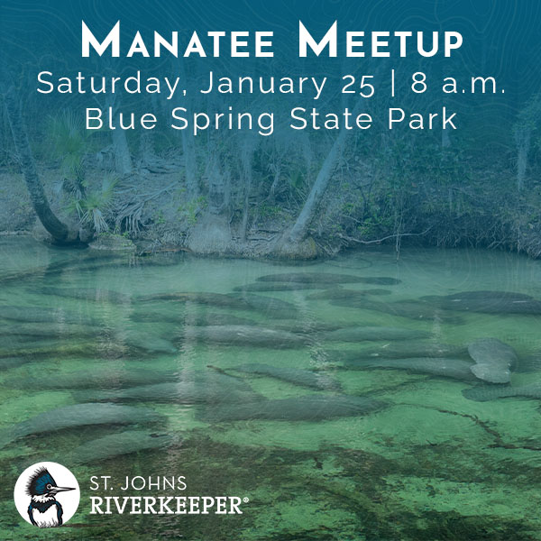 Manatee at Blue Spring State Park