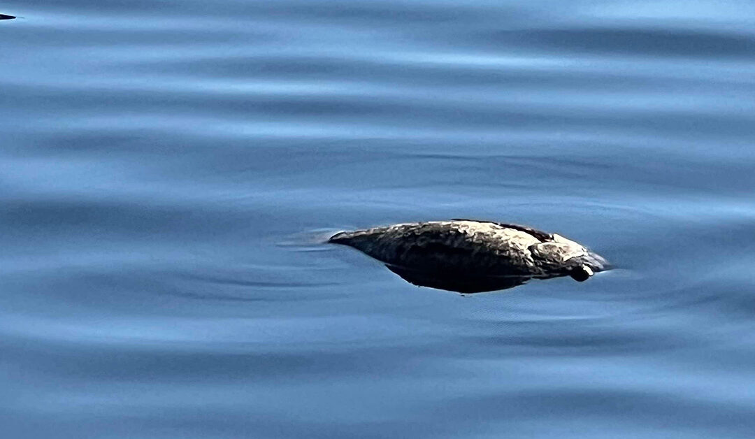 Dead Fish in the St. Johns? What You Should Know