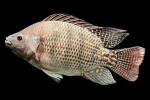 Mozambique Tilapia