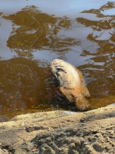 deceased Tilapia in the Ortega River