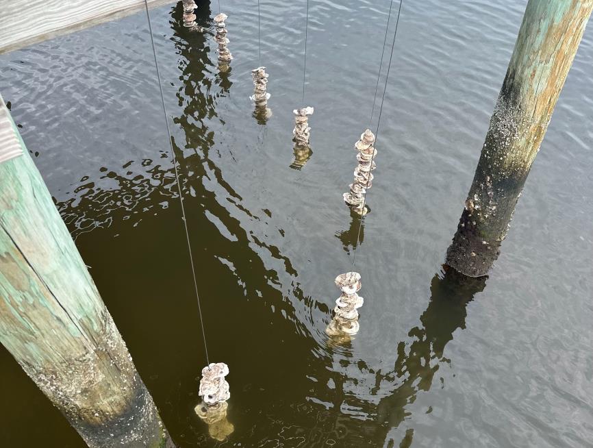 Jax VOG vertical Oyster Garden Vertical Oyster Garden