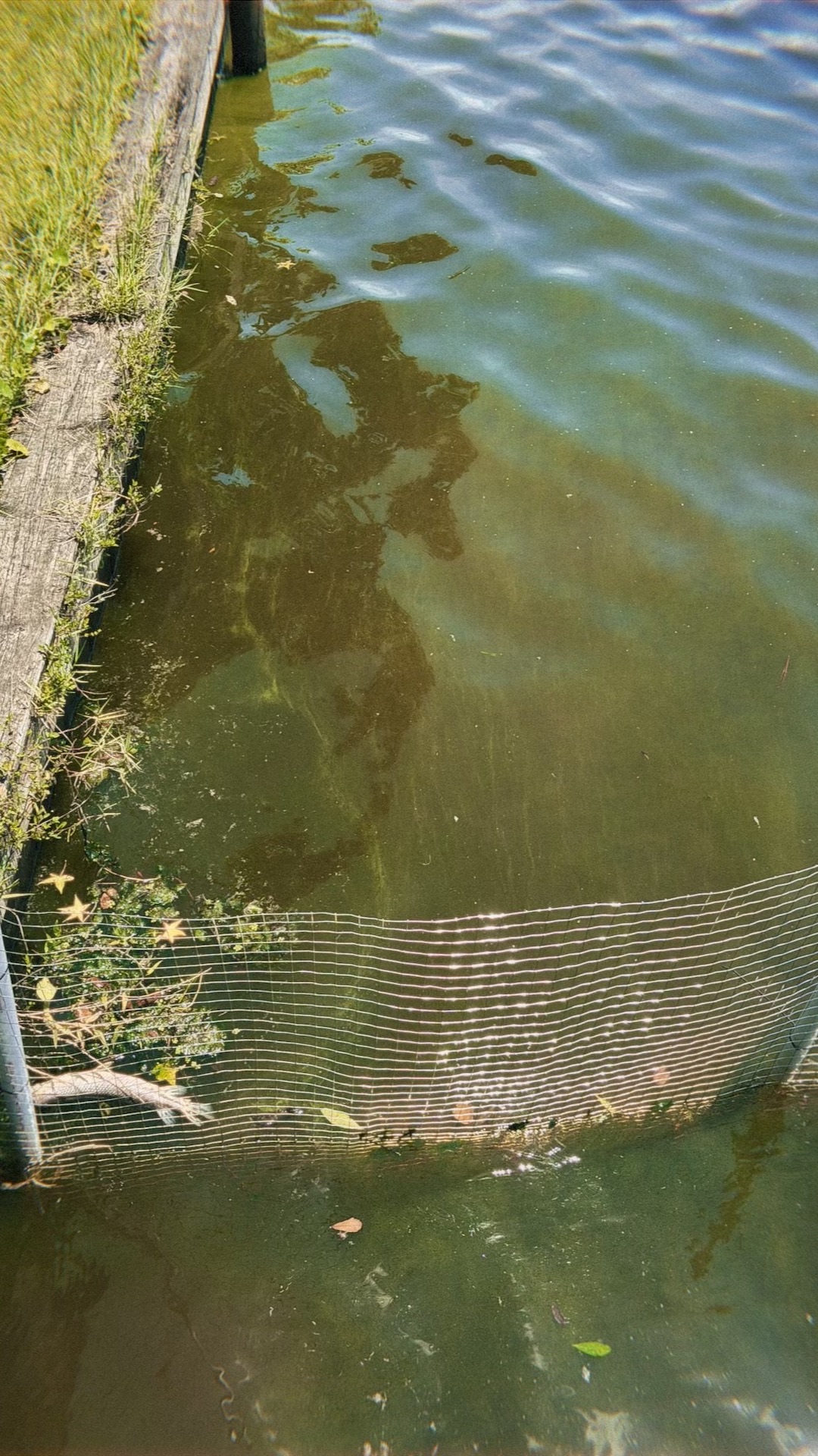 Algae on the river in May 2025 at Colee Cove.