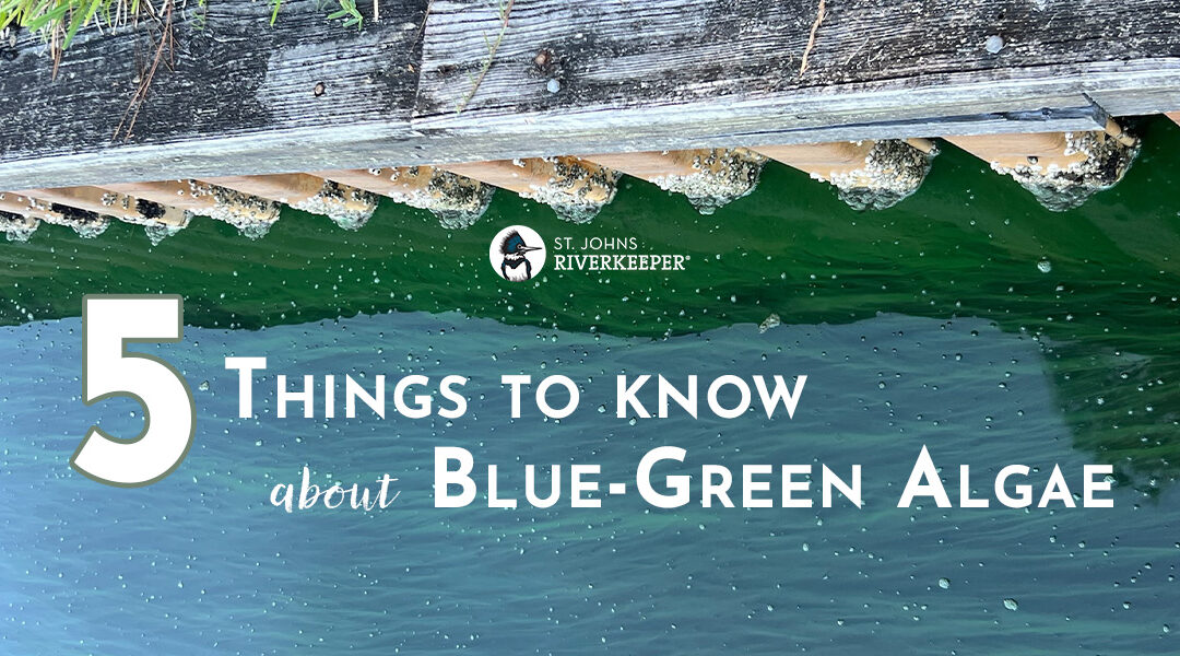 5 Things to Know About Blue-Green Algae