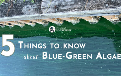 5 Things to Know About Blue-Green Algae
