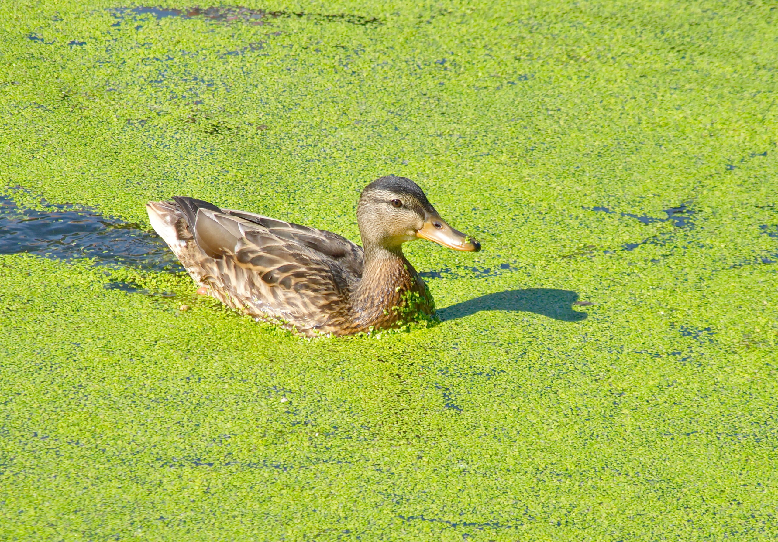 duck swimming in duckweed