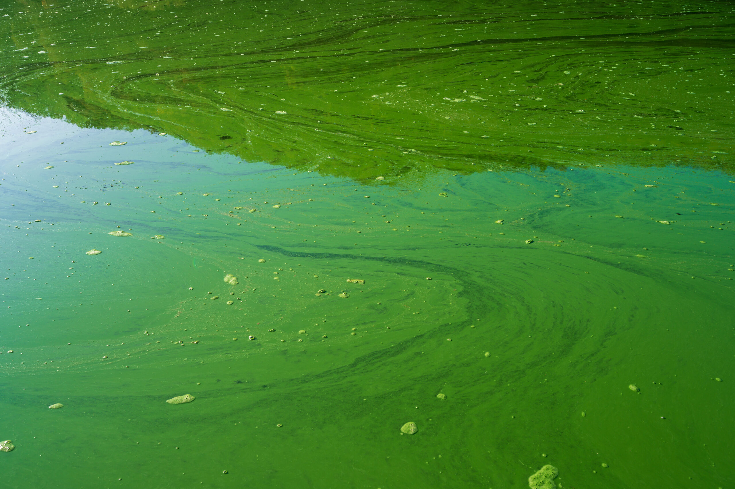 streaks of blue-green algae, or cyanobacteria, on the water
