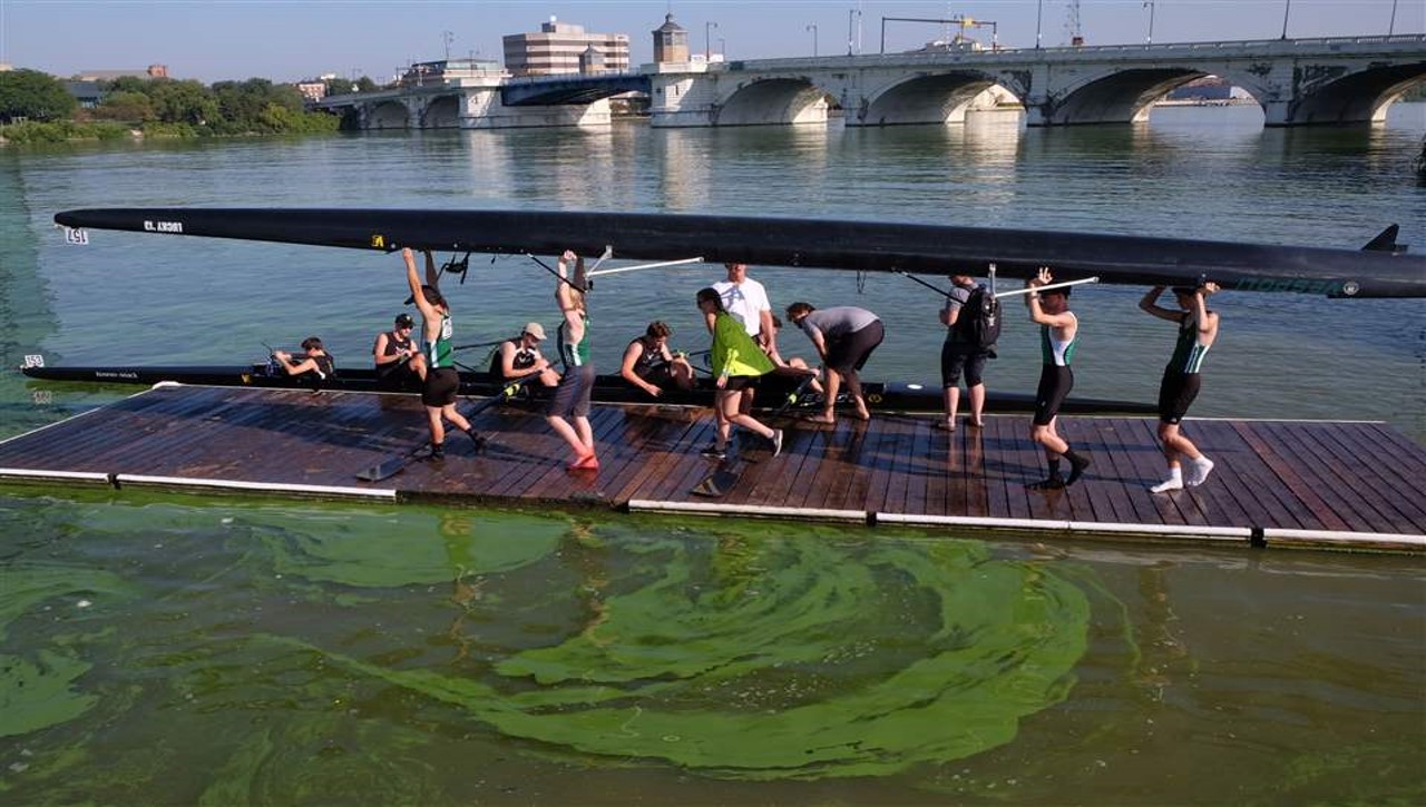 rowers near an algae bloom