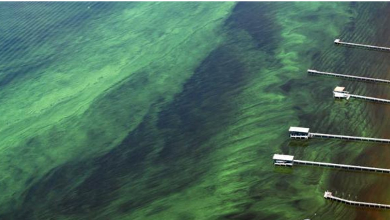 aerial photo of large algae bloom
