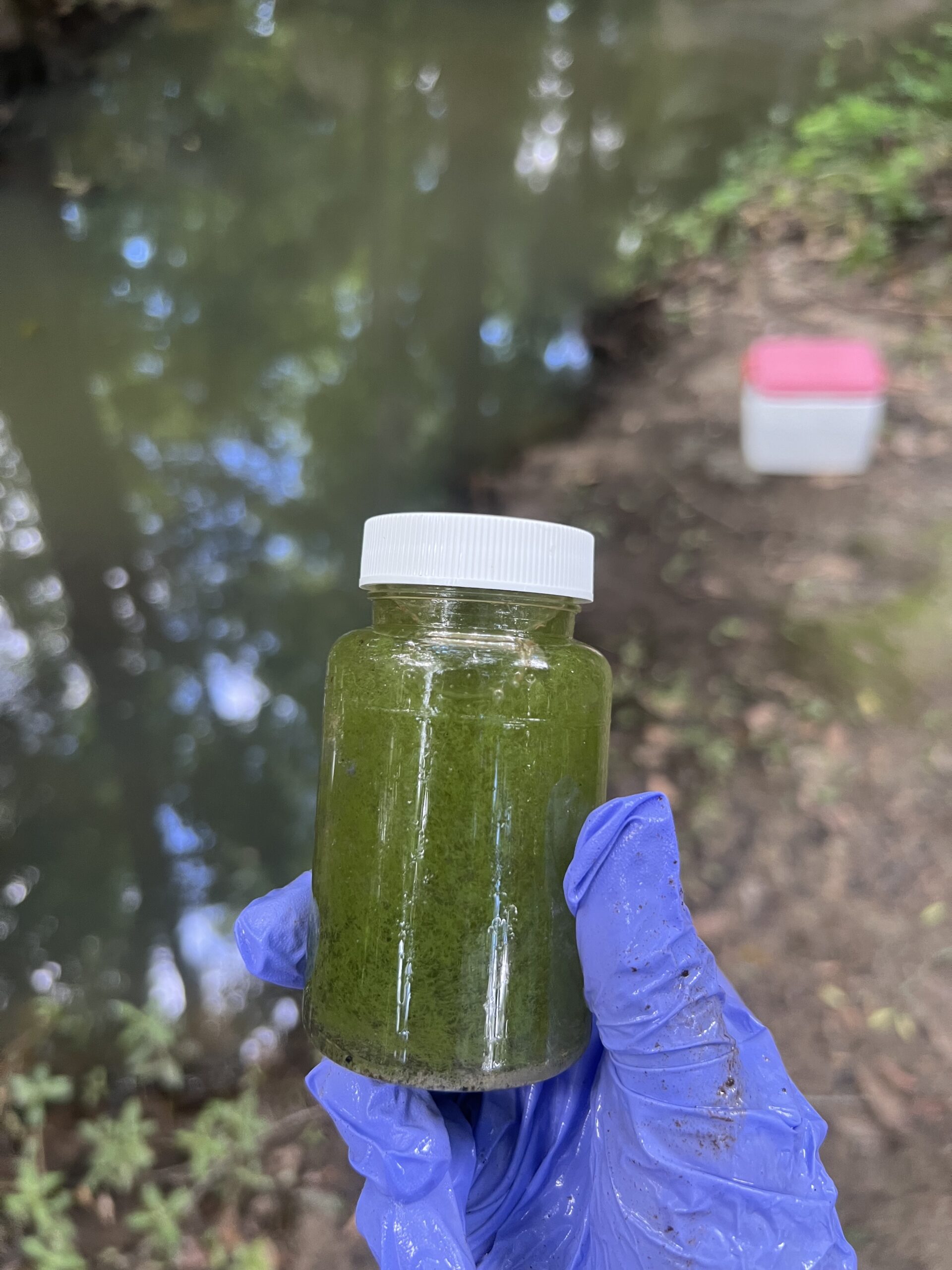 algae water sample