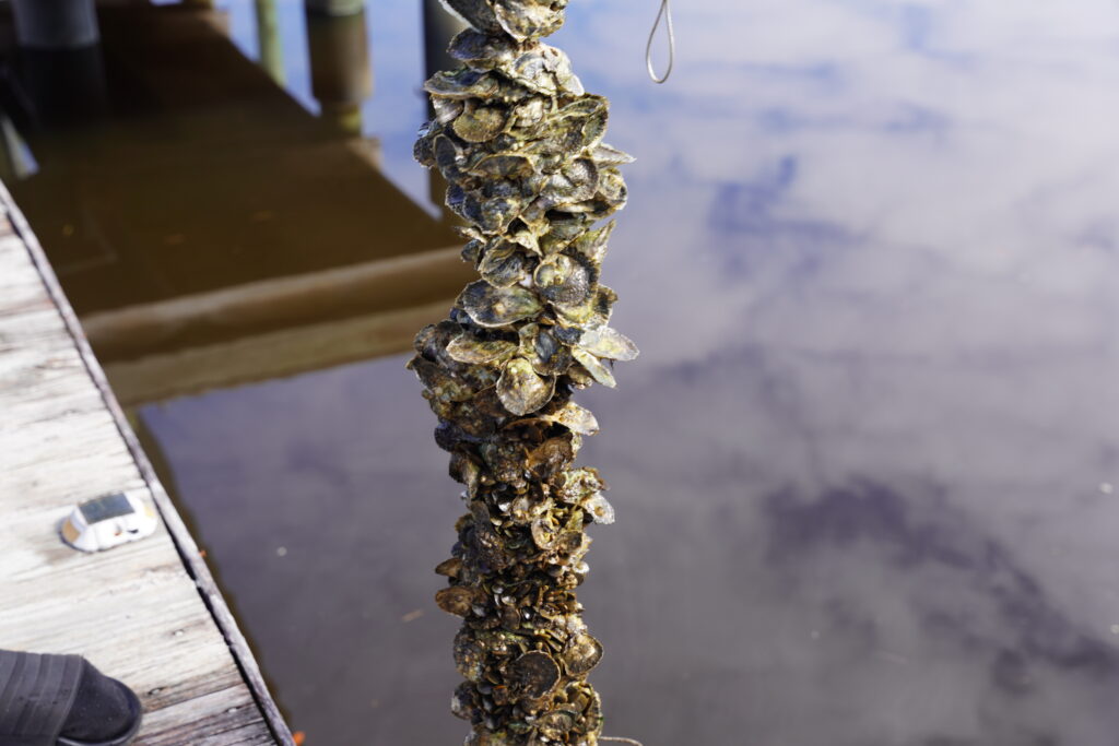 thriving VOG in the Trout River