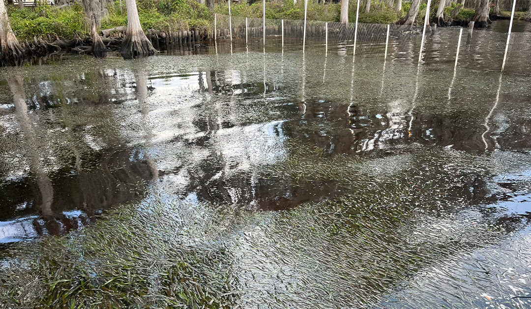 St. Johns River vegetation still feeling effects of Hurricane Irma