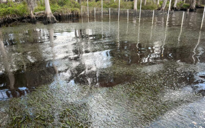 St. Johns River vegetation still feeling effects of Hurricane Irma