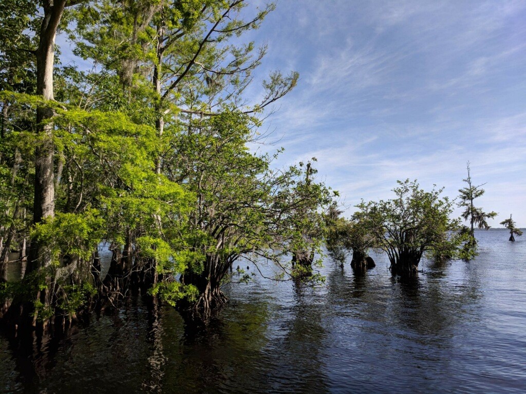 Blue Cypress Lake