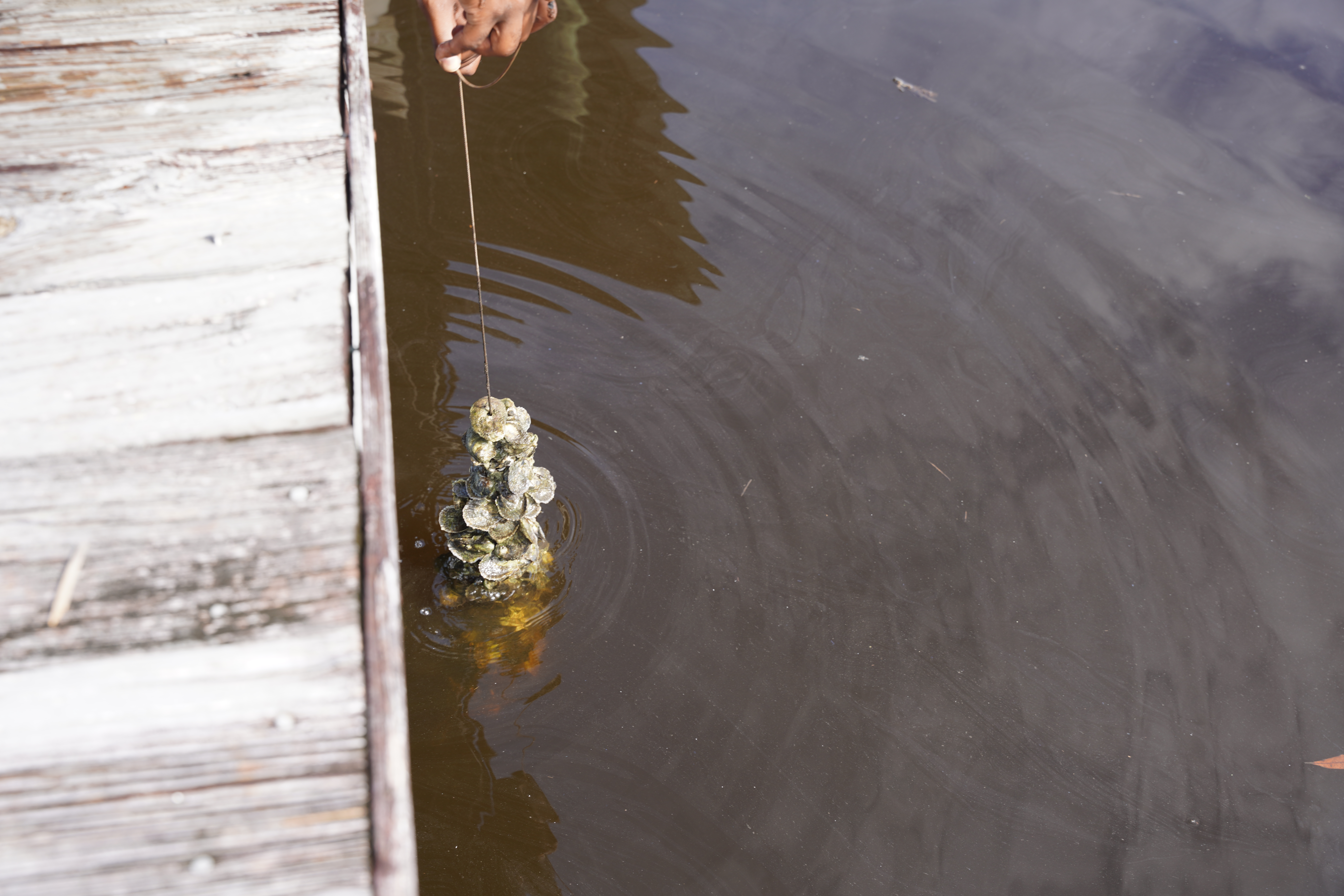 placing a VOG in the water