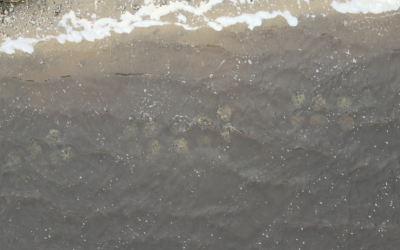 Nature-based Solutions: Improving Water Quality One Oyster at a Time