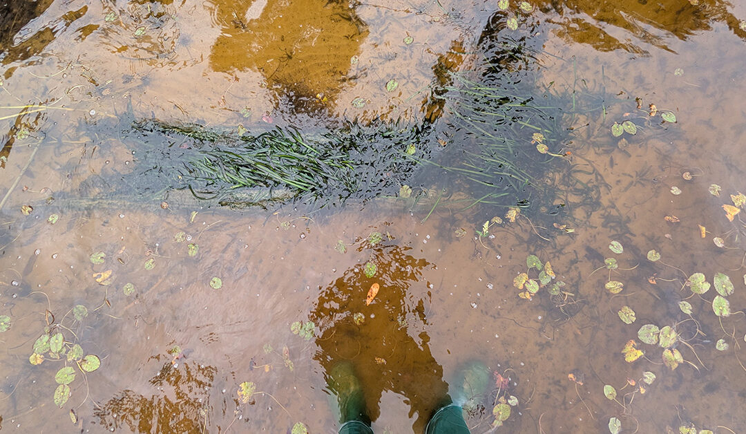 SAV in the river
