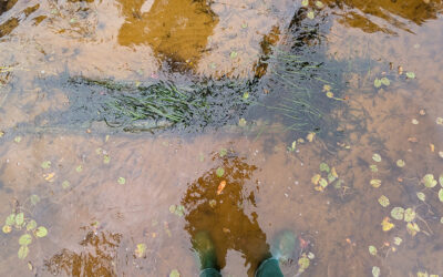 St. Johns River Science Consortium: Submerged Aquatic Vegetation (SAV)