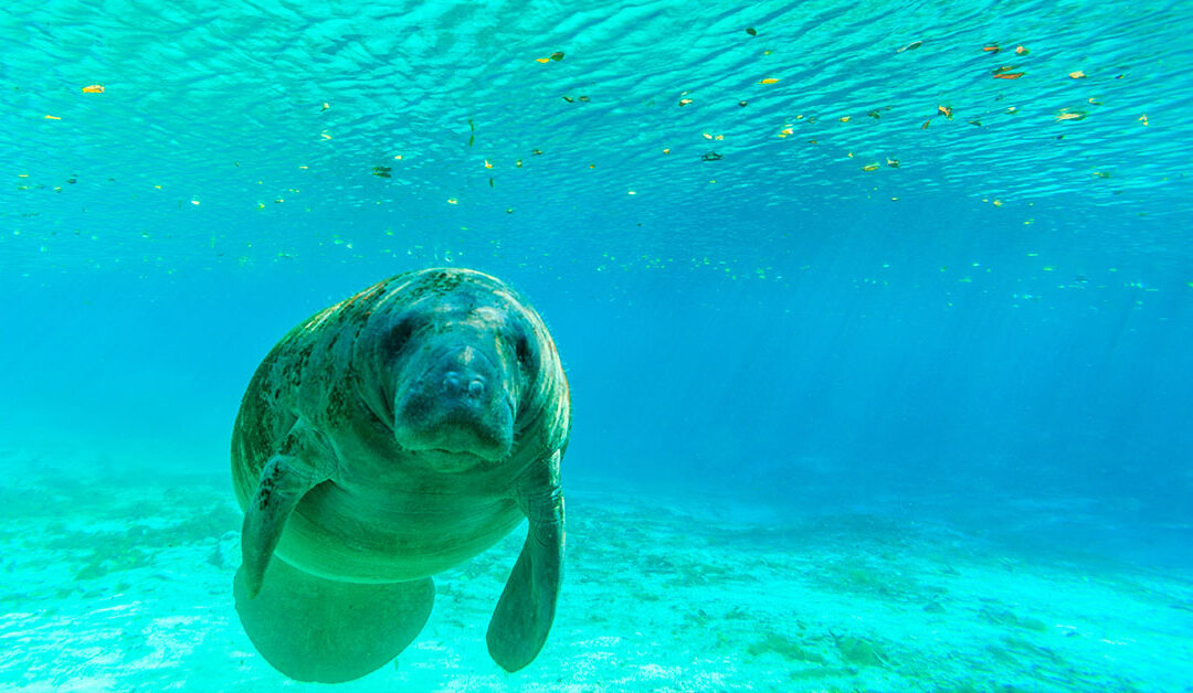 manatee