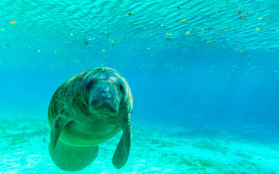 Endangered Species Act: Definition of Harm